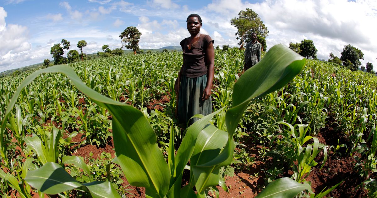 Farming Industry In South Africa - Image To U