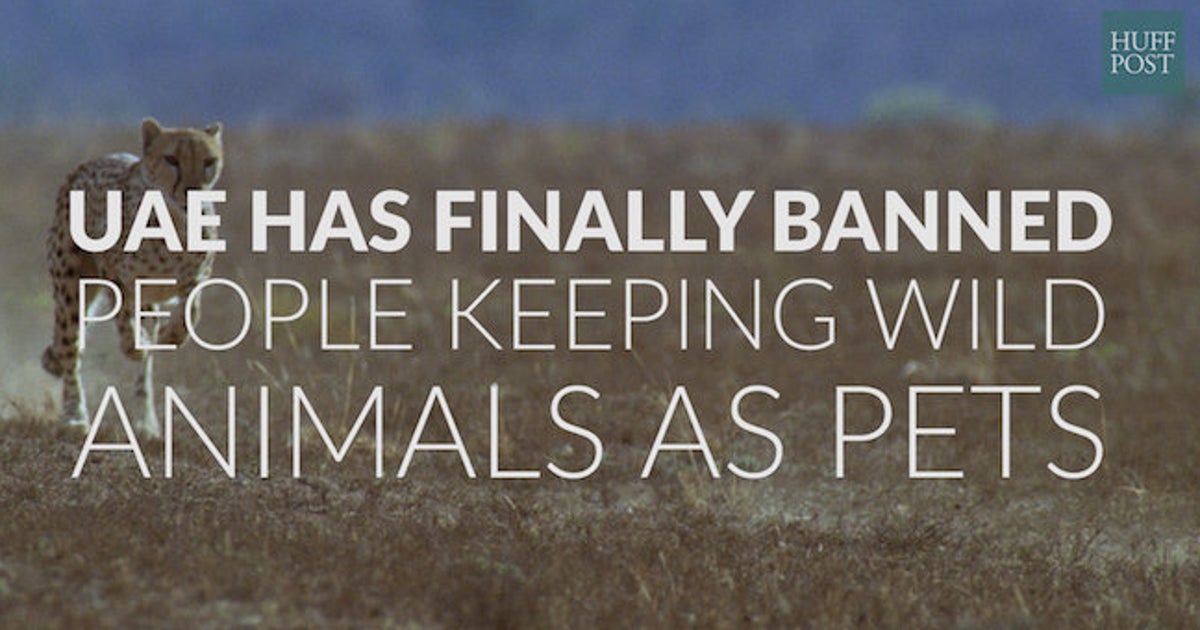 The UAE Has Finally Banned People From Keeping Wild Animals As Pets