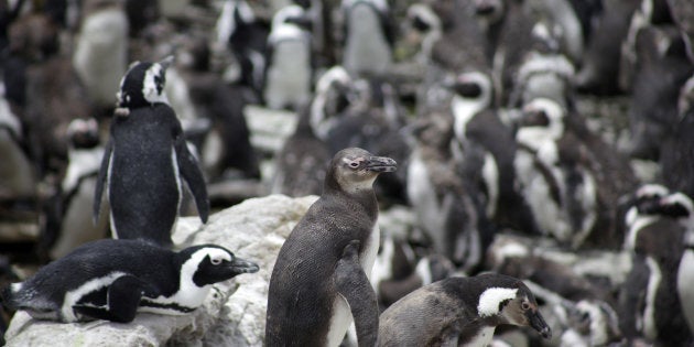 African penguins