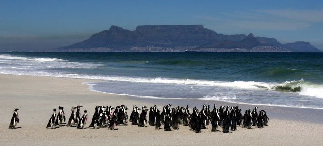 A group of about 100 African penguins were released into the sea near Cape Town in September 2005 after recovering at the SANCCOB (South African Foundation for the Conservation of Coastal Birds) rehabilitation centre. About 400 of these endangered birds were treated by volunteers at the centre after being affected by an oil slick.