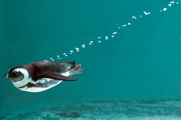 African penguin