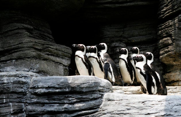 African penguins