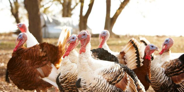 An Arkansas event involving live turkeys being dropped from planes has long been criticized by animal lovers.