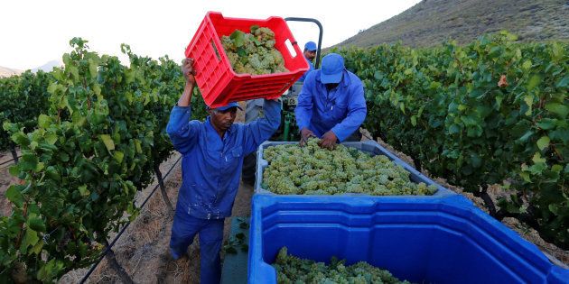 Workers harvest grapes at the La Motte wine farm in Franschhoek near Cape Town in this picture taken January 29 2016.