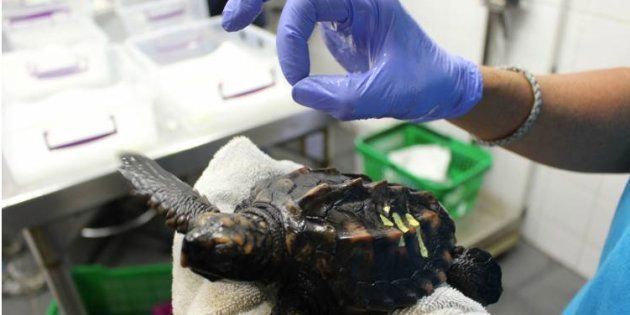 Rehabilitated Turtles To Be Released Into Their Natural Habit | HuffPost UK