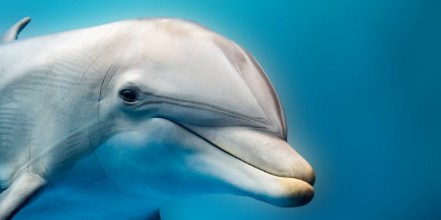 tursiop dolphin portrait detail of eye while looking at you from ocean