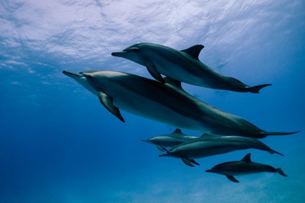 Swimming With Dolphins In Virtual Reality To Aid Disabled | HuffPost UK