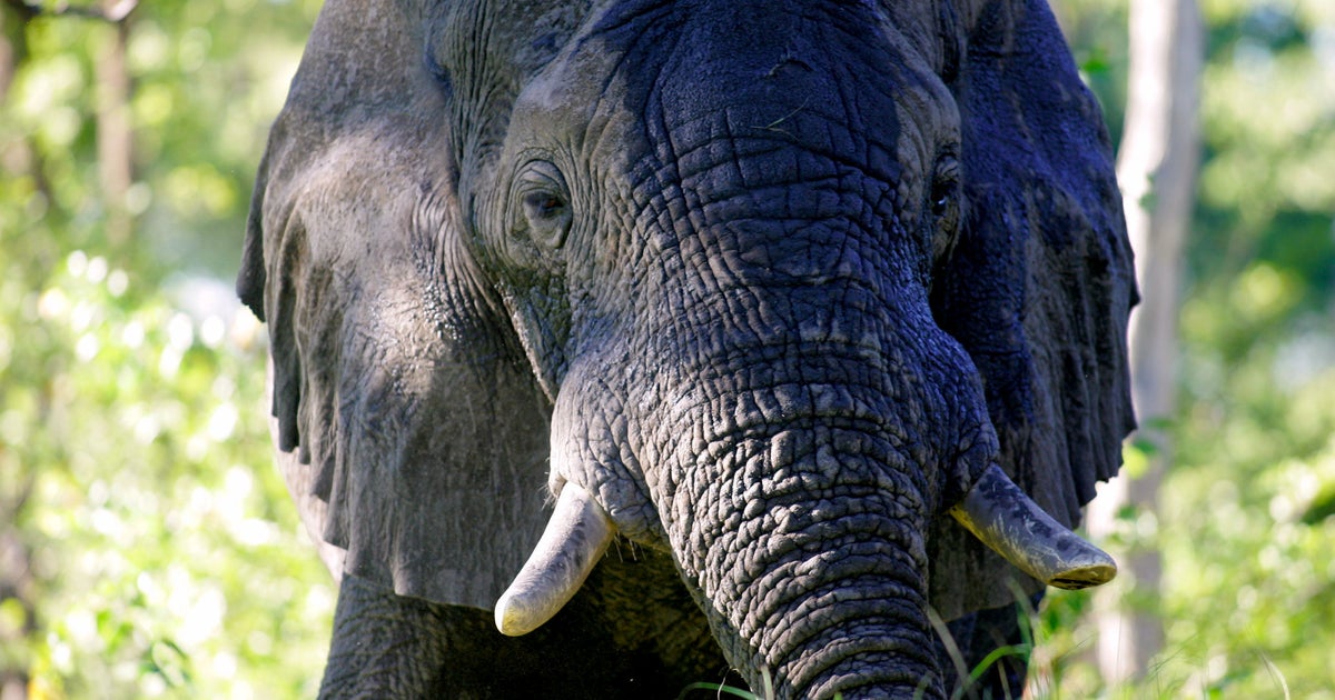 How Do Elephants Sleep? Standing Up Of Course! And Not Much Of It HuffPost UK News