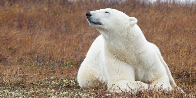 Polar bear on the tundra in Churchill, Manitoba, Canada.