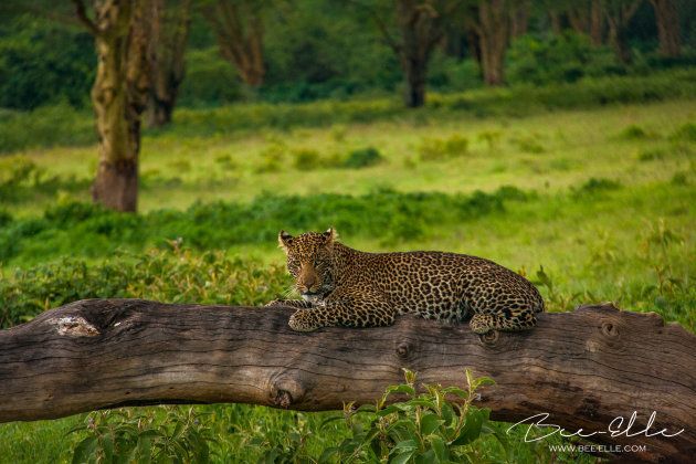 Kenya banned trophy hunting in 1977; Botswana, in 2014. South Africa banned leopard hunting in 2016.