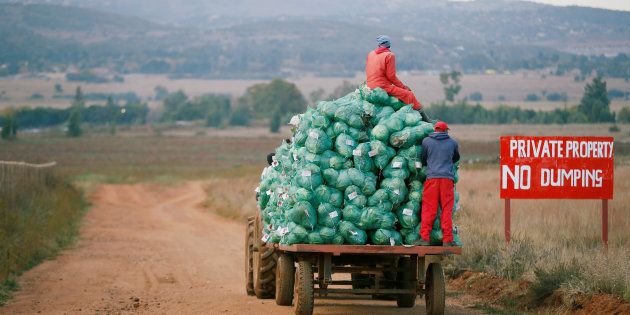 Farm workers harvest cabbages at a farm in Eikenhof, near Johannesburg.