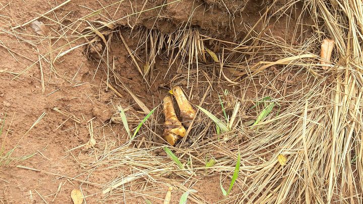 Human bones, suspected to belong to victims of a recent combat between government army and Kamuina Nsapu militia, are seen at a mass grave discovered by villagers in Tshimbulu near Kananga, the capital of Kasai-central province of the Democratic Republic of Congo, March 11, 2017.