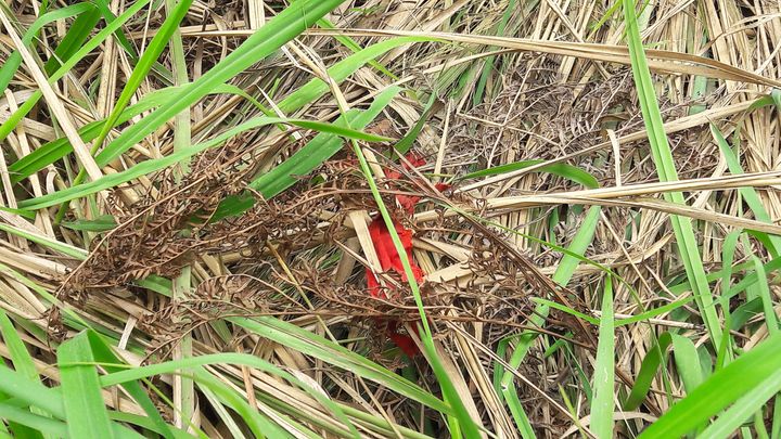 A red headband, worn by Kamuina Nsapu militia fighters, is seen at a mass grave discovered by villagers in Tshimbulu near Kananga, the capital of Kasai-central province of the Democratic Republic of Congo, March 11, 2017.