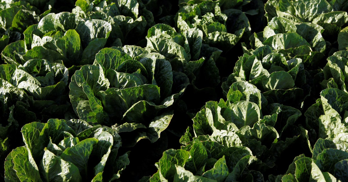 How Does Listeria Get Into Veggies | HuffPost UK News How Does Listeria Get Into Veggies