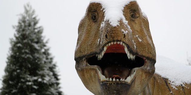 A snow covered T-Rex life size dinosaur sculpture at the Senckenberg Natural History Museum in Frankfurt, Germany, in January 2017.