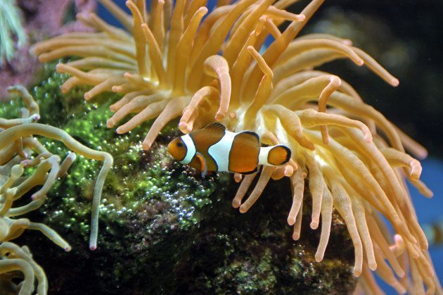 A clown fish (as in the eponymous fish in Finding Nemo) swims past an anenome in the Two Oceans Aquarium in Cape Town, South Africa. June 2005. Clownfish (Photo by Jeff Overs/BBC News & Current Affairs via Getty Images)