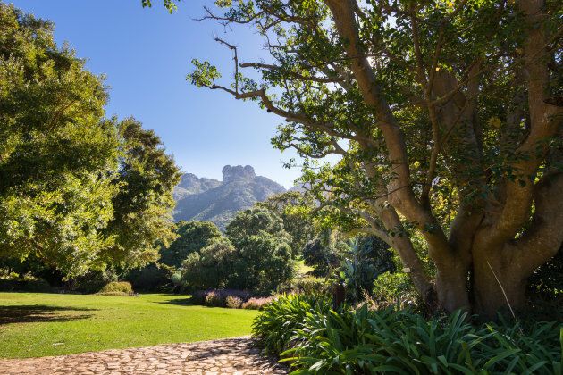 Kirstenbosch is a famous botanical garden nestled at the eastern foot of Table Mountain in Cape Town, South Africa. Kirstenbosch was founded in 1913 and places a strong emphasis on the cultivation of indigenous plants.