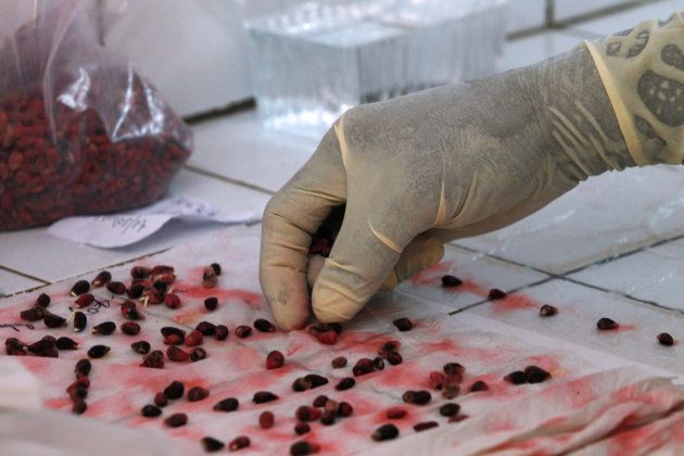 A man works on cotton seeds inside a laboratory at Sofitex, Burkina Faso?s biggest cotton company, in Bobo-Dioulasso, Burkina Faso March 9, 2017.