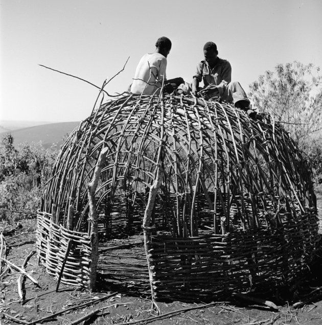 Circa 1956: Two Zulu tribesmen weaving branches together to provide a stable frame for a new hut.