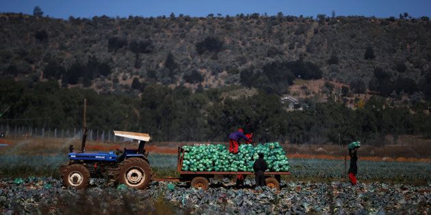 Farm workers harvest cabbages at a farm in Eikenhof, south of Johannesburg, South Africa, June 8, 2017.