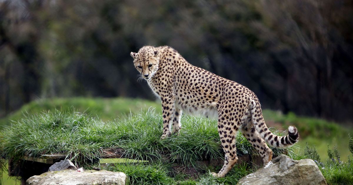 Cheetahs On The Brink Of 'Endangered' Status | HuffPost UK News