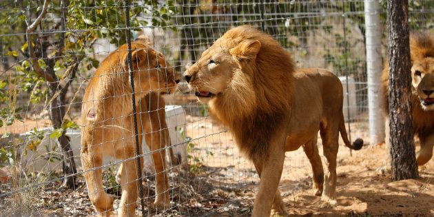 Symbols of good governance. Africa’s lions were once protected by tribal ordinance and divine decree. Today, Zuma’s government has legalised a large-scale killing industry of lions and a lion bone trade to Asian markets.