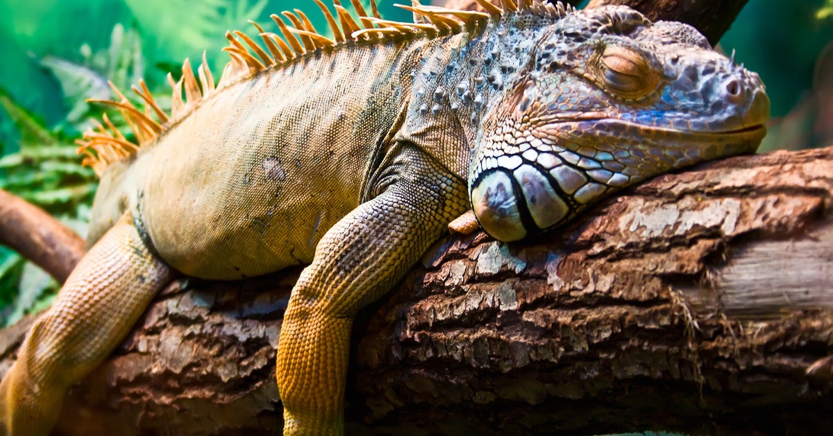 It's So Cold In Florida, Iguanas Are Falling From Trees HuffPost UK