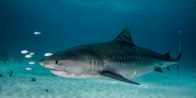 A large tiger shark side view taken off Grand Bahama Island in the Bahamas.