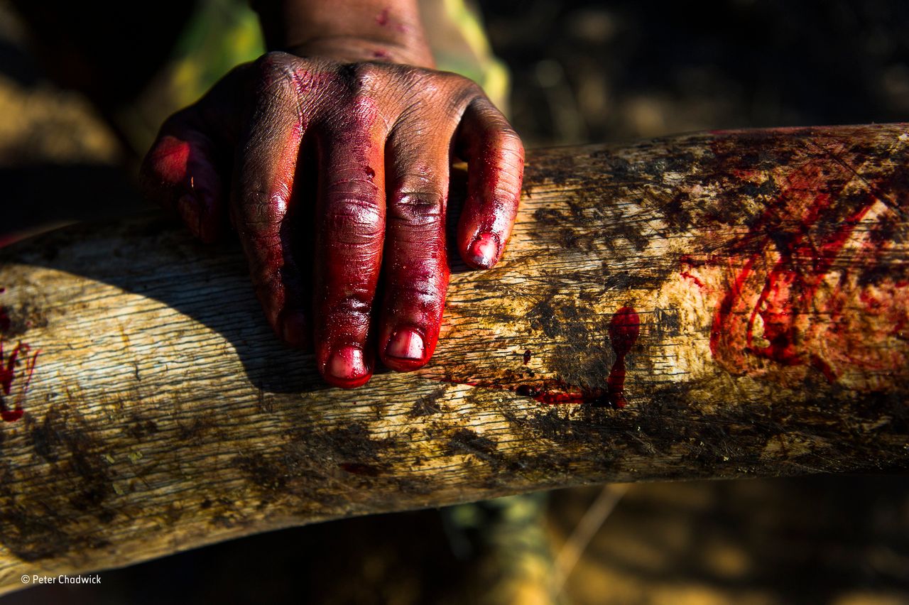 Africa's Wildlife Warriors - Blood Ivory. A rangers hand covered in the blood of an African Elephant that had been shot. The tusks were removed to a place of safe keeping. Zululand, KwaZulu Natal, South Africa.