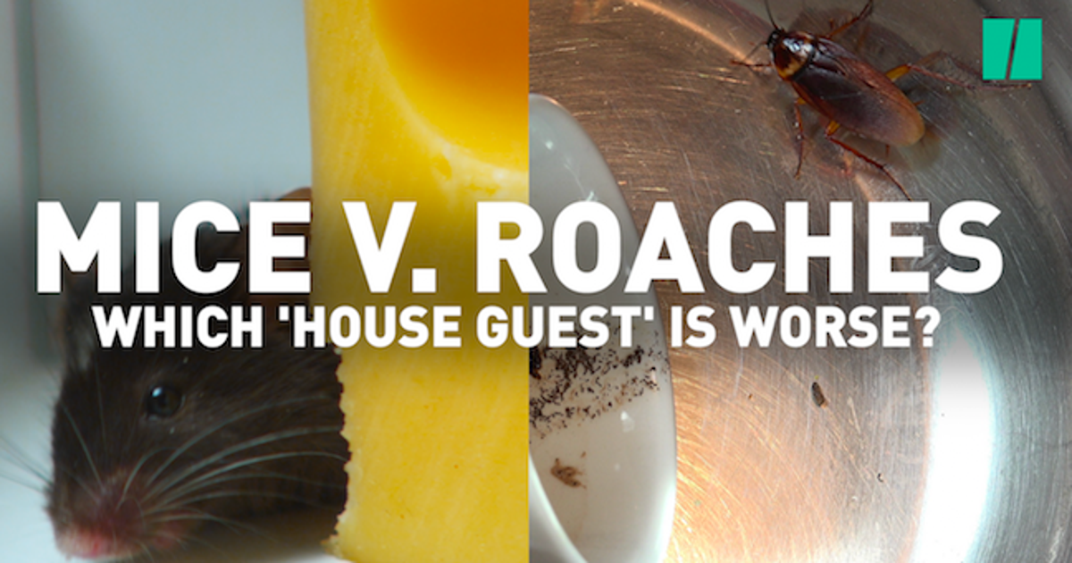 Would You Rather Have Roaches or Mice? HuffPost UK News