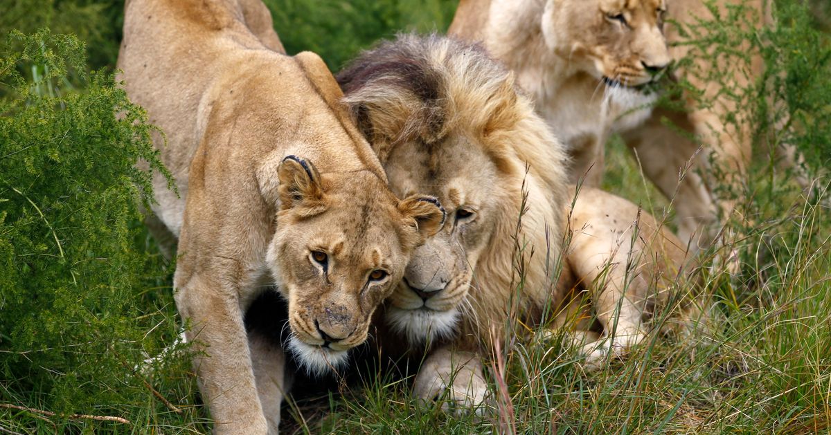 7 Funniest Tweets About The Escaped Lions In Mpumalanga HuffPost UK