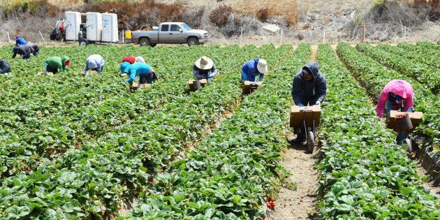 Seasonal farm workers pick and package strawberries. June 30, 2015.