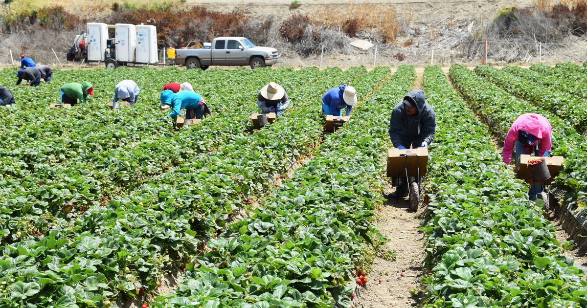 How The New Minimum Wage Will Affect The Agricultural Sector | HuffPost ...