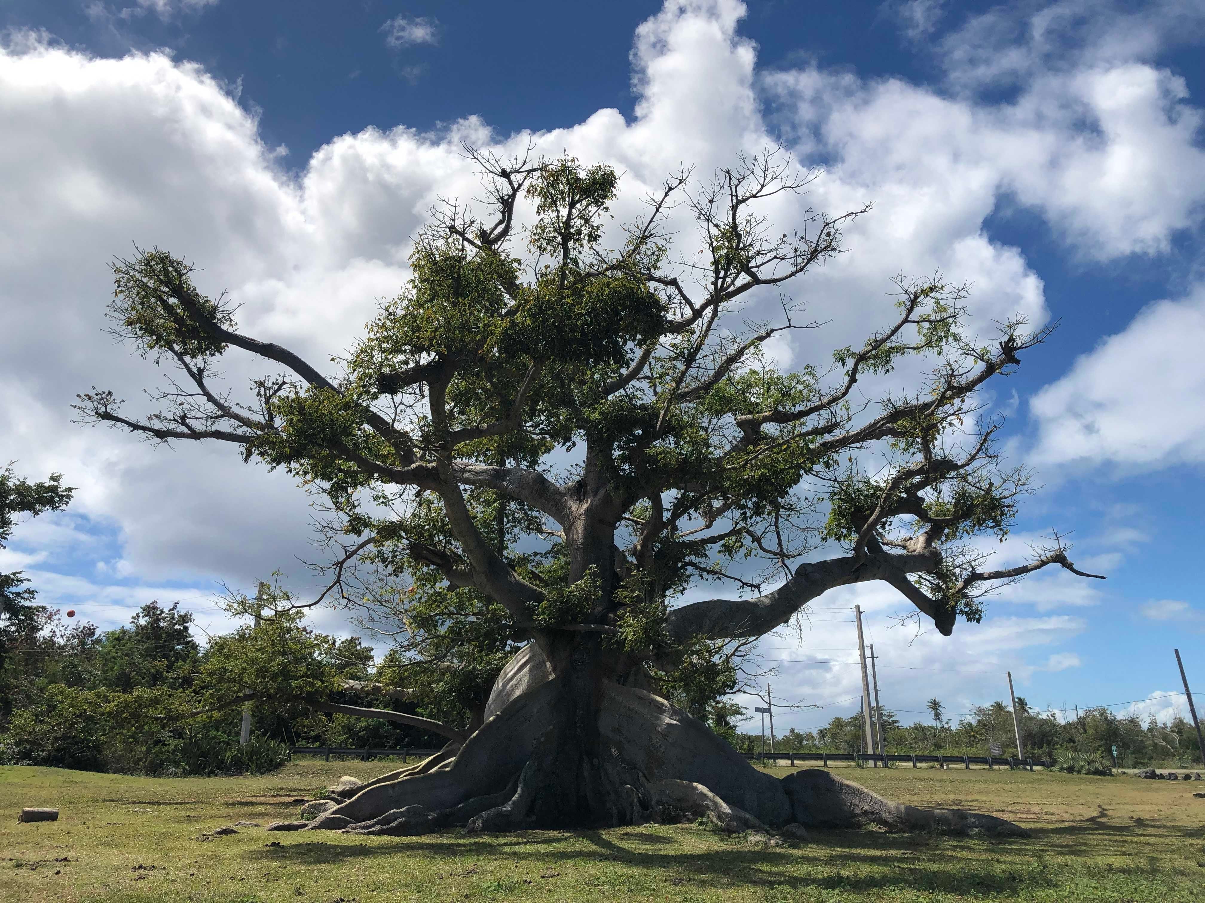 Ceiba
