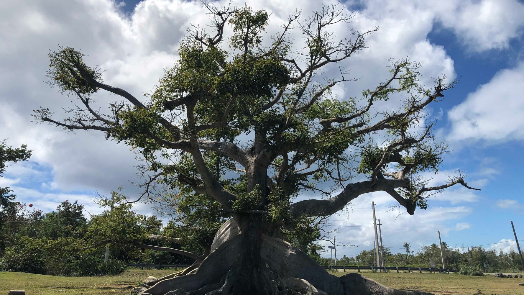 Environment,Puerto Rico,Nature and Environment,Hurricane Maria,Ceiba.