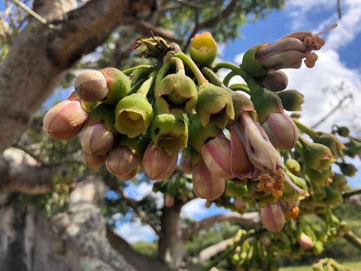 Blossoms on Vieques' famous ceiba tree are seen closed in the afternoon sun on a Monday in late February.