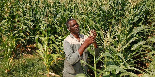 Koos Mthimkhulu inspects his crop at his farm in Senekal, about 287km (178 miles) in the Eastern Free State, in this February 29, 2012 file photo.