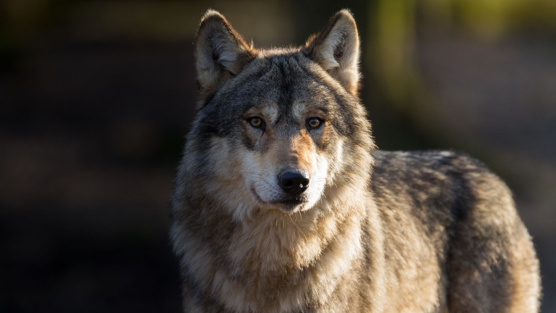 Government Plans To Lift Gray Wolf Protections, And Wildlife Advocates ...