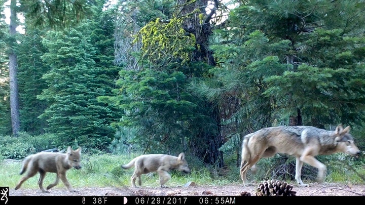 This June 29, 2017, remote camera image released by the U.S. Forest Service shows a female gray wolf and two of the three pups born in 2017 in the wilds of Lassen National Forest in Northern California.