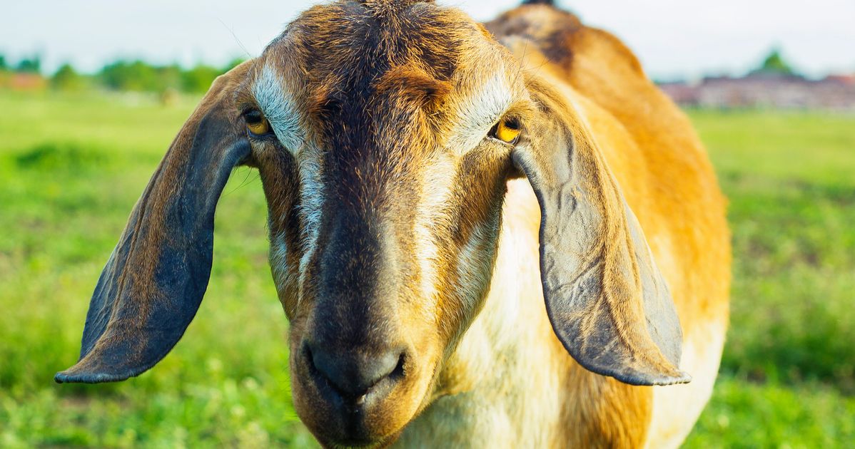 Lincoln The Goat Elected Mayor Of Small Vermont Town