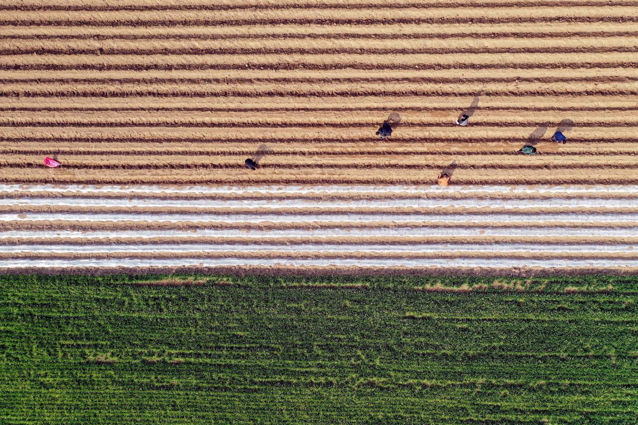 An aerial view shows farmers working in a herb field in Bozhou in China's eastern Anhui province on March 6, 2019.
