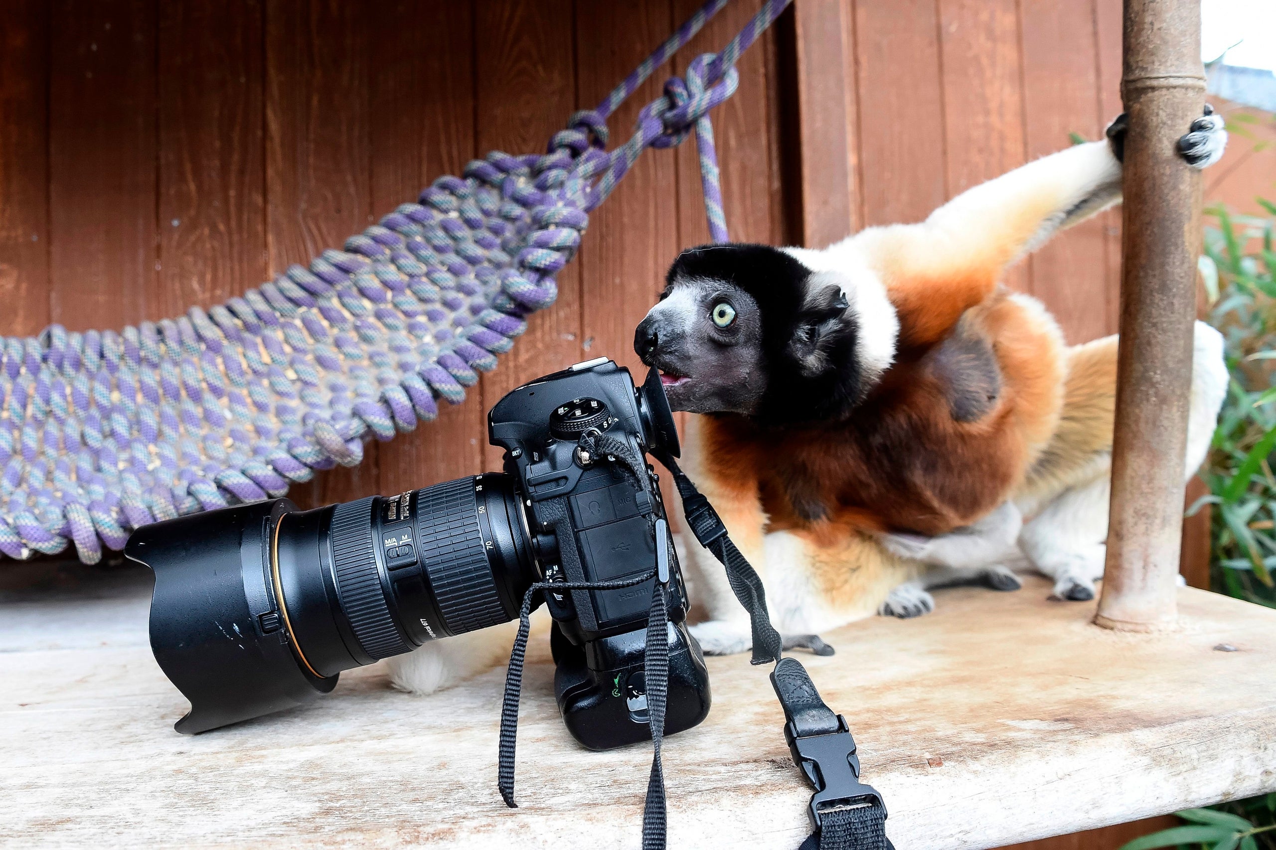 Poppy, a female Crowned sifaka, inspects a photographer's camera in the enclosure at the zoo of Mulhouse, eastern France, on