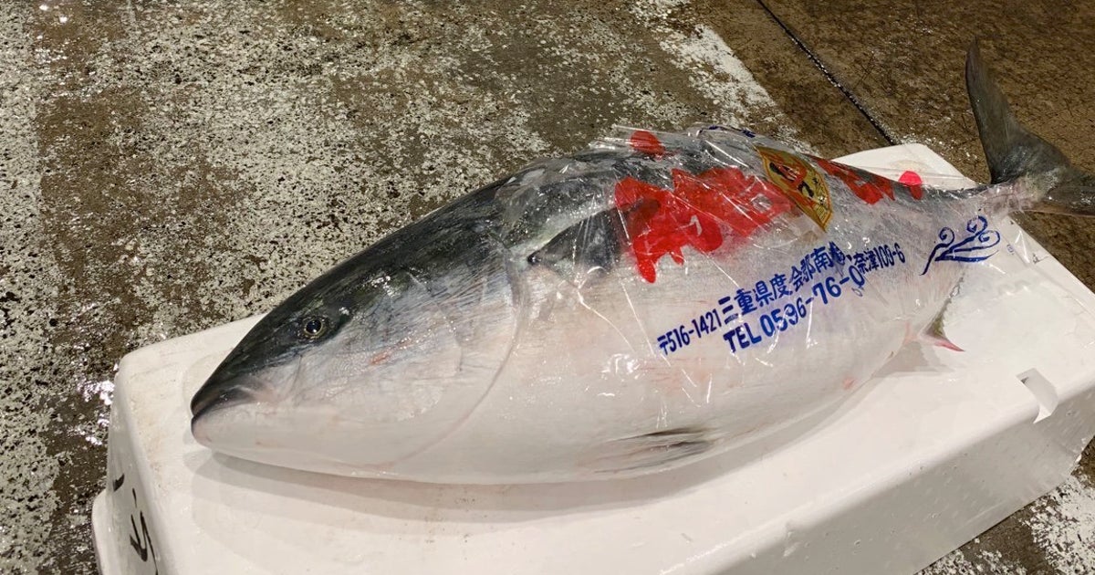 出世しすぎた25㎏のブリが卸売市場に並ぶ。養殖ブリの5倍の大きさ、マグロのいけすでぬくぬくと成長 | ハフポスト LIFE