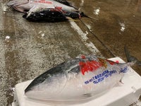 マグロ派のブリ 5c8364b42400006d054b8e4a.jpeg?