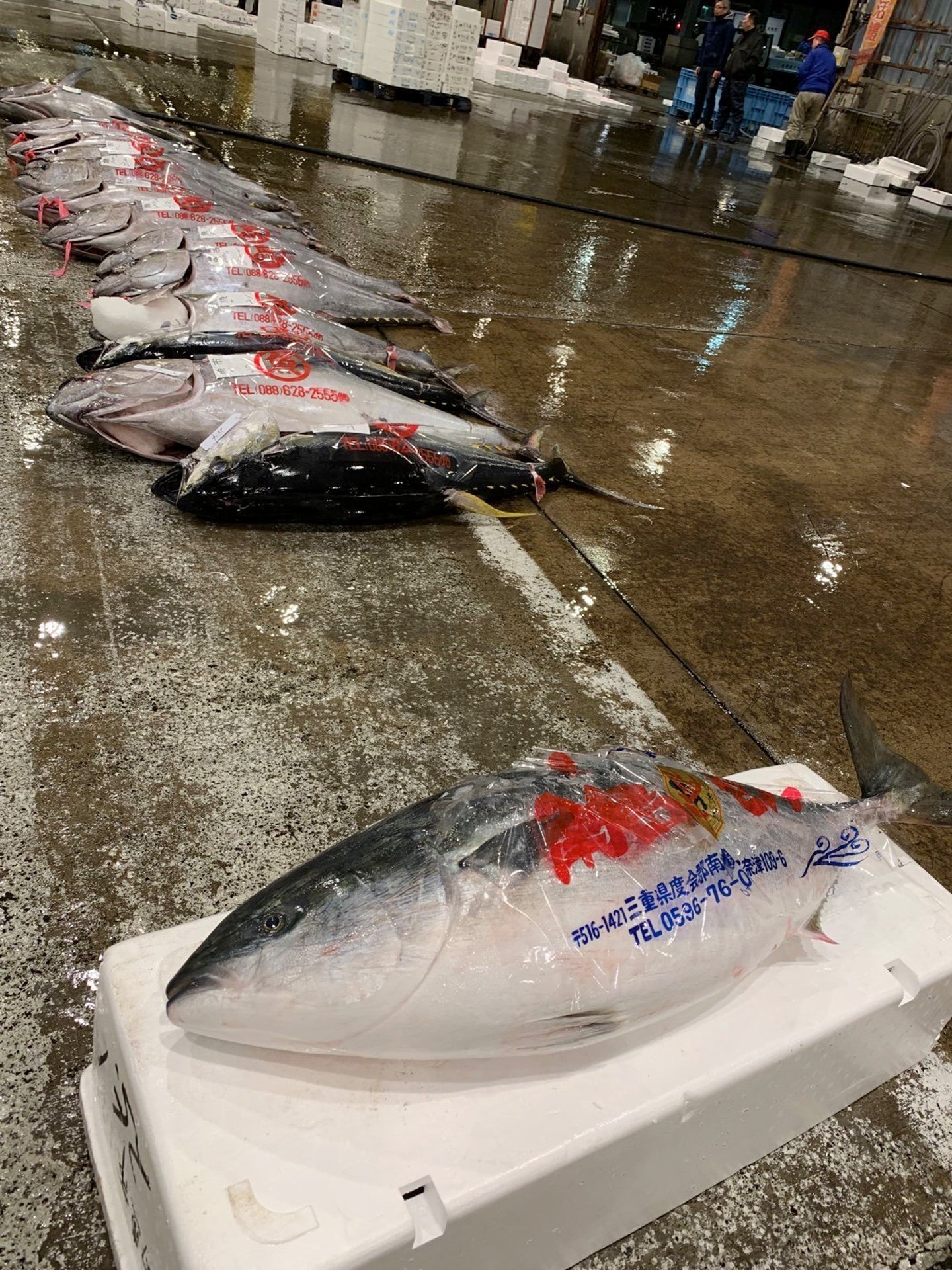 出世しすぎた25㎏のブリが卸売市場に並ぶ。養殖ブリの5倍の大きさ、マグロのいけすでぬくぬくと成長 | ハフポスト LIFE