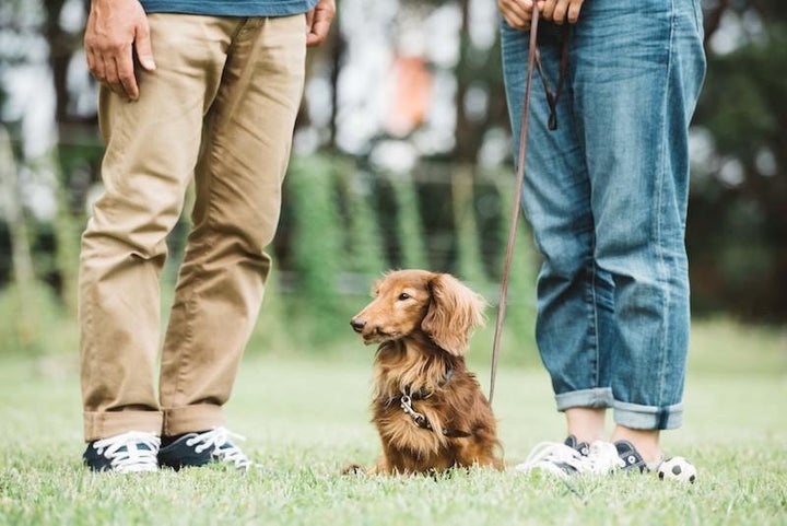 散歩帰りの犬に注意 背中やお腹にたくさん花粉がついているかも 予防方法は ハフポスト Life