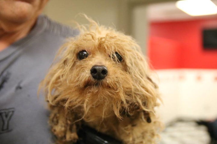 One of the dogs now in the are of the Atlanta Humane Society. Numerous animal shelters and rescue groups throughout Georgia and the surrounding area are now caring for the rescued dogs.