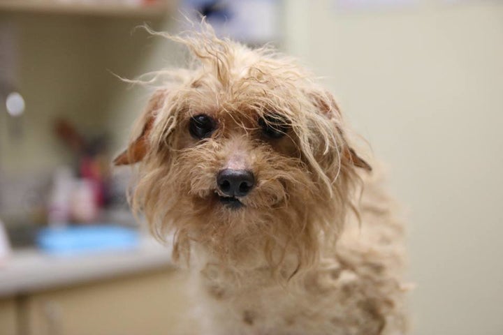 One of the 10 rescued puppy mill dogs now in the care of the Atlanta Humane Society.