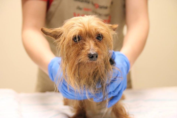 A dog rescued from the property receiving a bath.