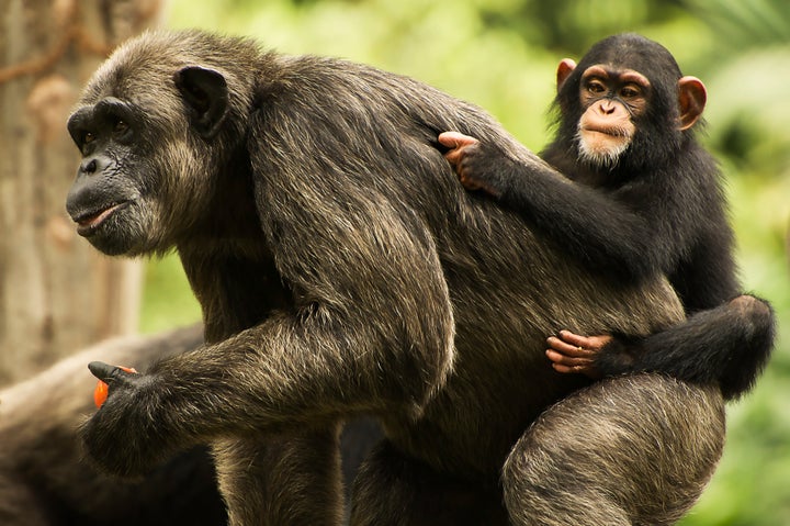 A chimpanzee mother and baby.